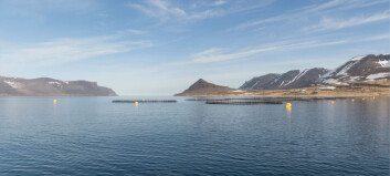 Arctic Fish harvested 1,800 tonnes of salmon in Q2