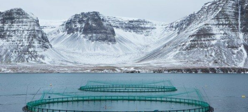 Iceland considers ending unlimited fish farm licences