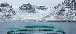 Icelandic angling rights owners lose second bid to close salmon farms