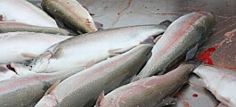 Top trout firm’s green pledge