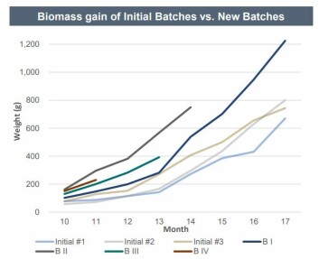 Fish from Atlantic Sapphire's later batches (BI-BIV) have performed better than initial batches. Chart: Atlantic Sapphire. Fish from Atlantic Sapphire's later batches (BI-BIV) have performed better than initial batches. Chart: Atlantic Sapphire.