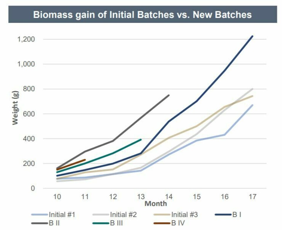 Fish from Atlantic Sapphire's later batches (BI-BIV) have performed better than initial batches. Chart: Atlantic Sapphire.