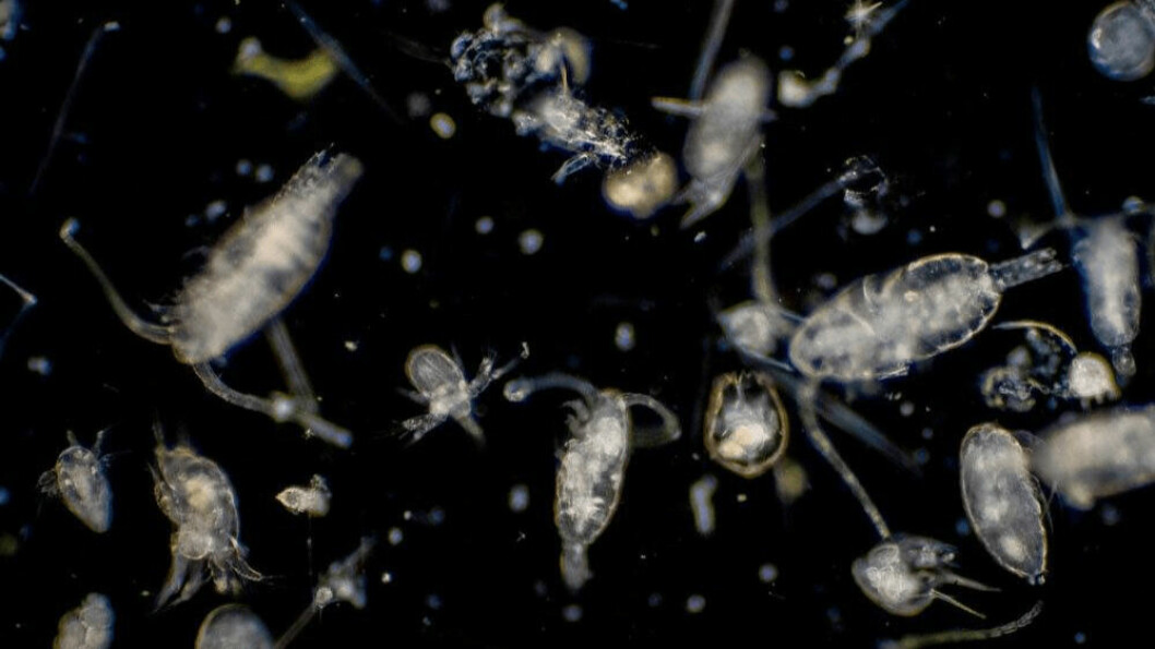 Plankton blooms can lead to mass mortalities at fish farms, as recently experienced in Chile. Photo: Innovasea.