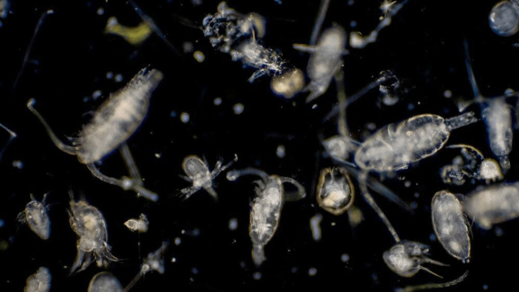 Plankton blooms can lead to mass mortalities at fish farms, as recently experienced in Chile. Photo: Innovasea. Plankton blooms can lead to mass mortalities at fish farms, as recently experienced in Chile. Photo: Innovasea.