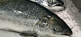 Marine Harvest applies for new Scots salmon farm