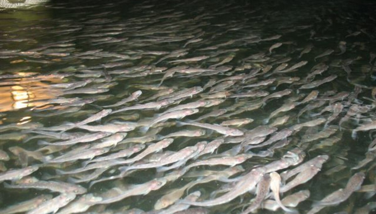 Cod Farm Griffith New cod farm in the works for Maine