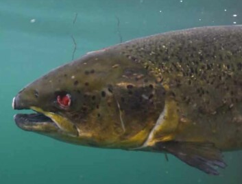 One salmon that has lost an eye is pictured in the report. One salmon that has lost an eye is pictured in the report.