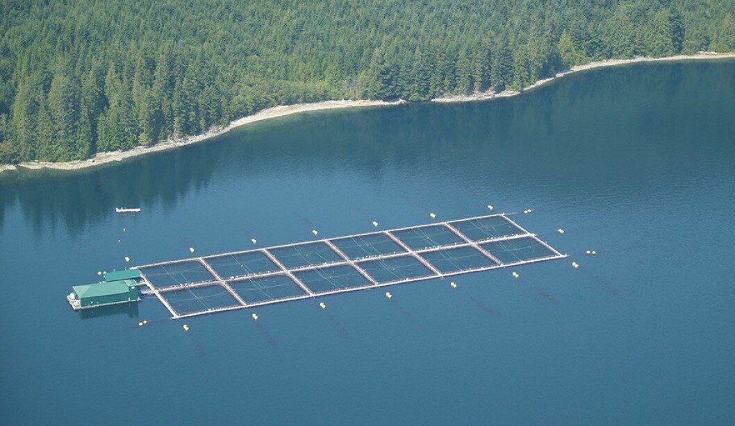 PRV is present in nearly all farmed Atlantic salmon on Canada’s west coast. Photo: BCSFA.