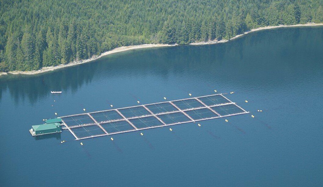 PRV is present in nearly all farmed Atlantic salmon on Canada’s west coast. Photo: BCSFA. PRV is present in nearly all farmed Atlantic salmon on Canada’s west coast. Photo: BCSFA.