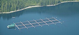 Cardiorespiratory fitness of farmed salmon unaffected by PRV
