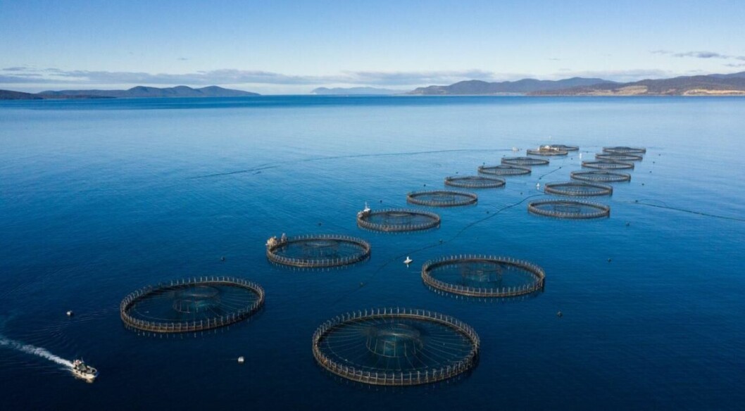 A Tassal salmon farm in Tasmania. Photo: Tassal. A Tassal salmon farm in Tasmania. Photo: Tassal.