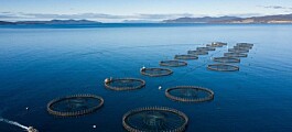 Aussie salmon farmer Tassal rejects Cooke takeover offer