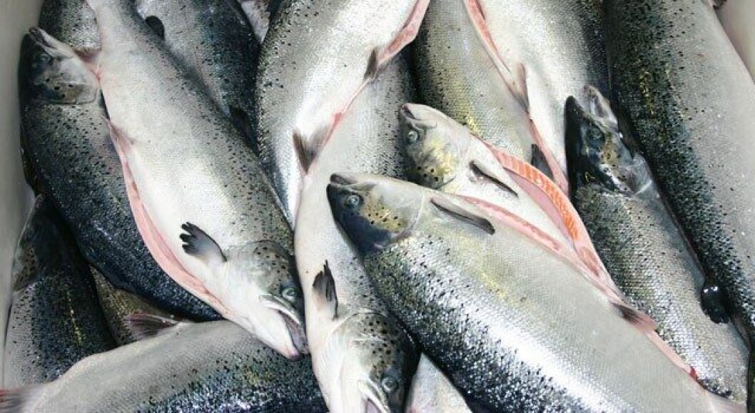 The lack of growth in salmon volumes resulted in very high prices during 2016. The lack of growth in salmon volumes resulted in very high prices during 2016.