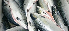 Austevoll Seafood latest to report record profits