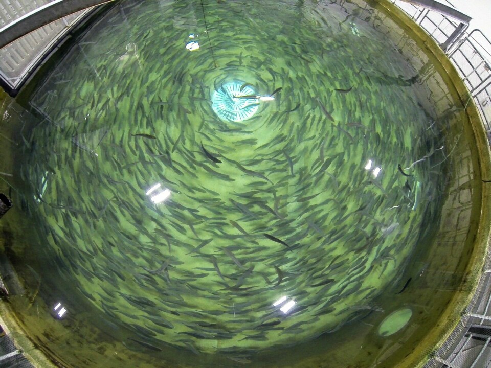 A large tank of Atlantic salmon in the semi-commercial RAS at the Freshwater Institute. Photo: Freshwater Institute.
