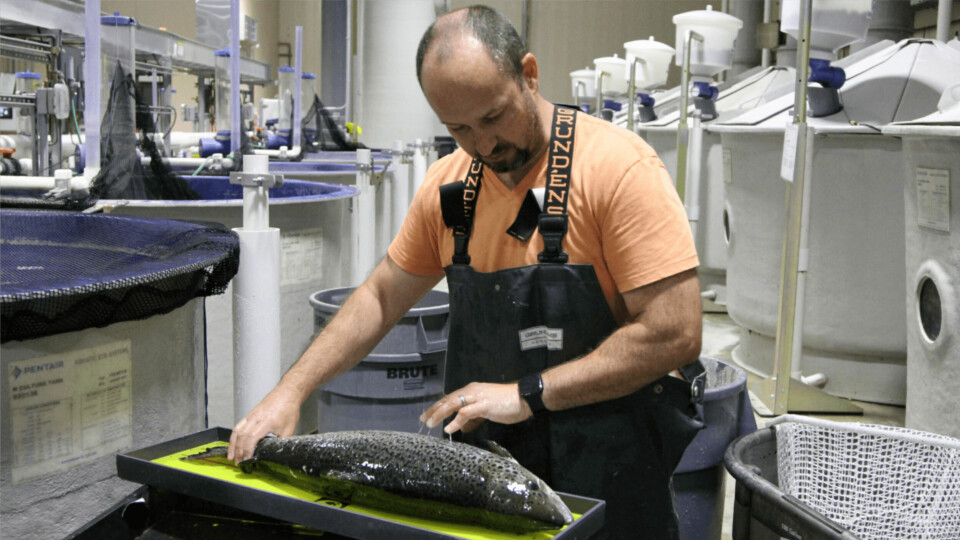 Freshwater Institute research scientist John Davidson sampling a large Atlantic salmon for a recent Cargill-Freshwater Institute project. Photo: Freshwater Institute.