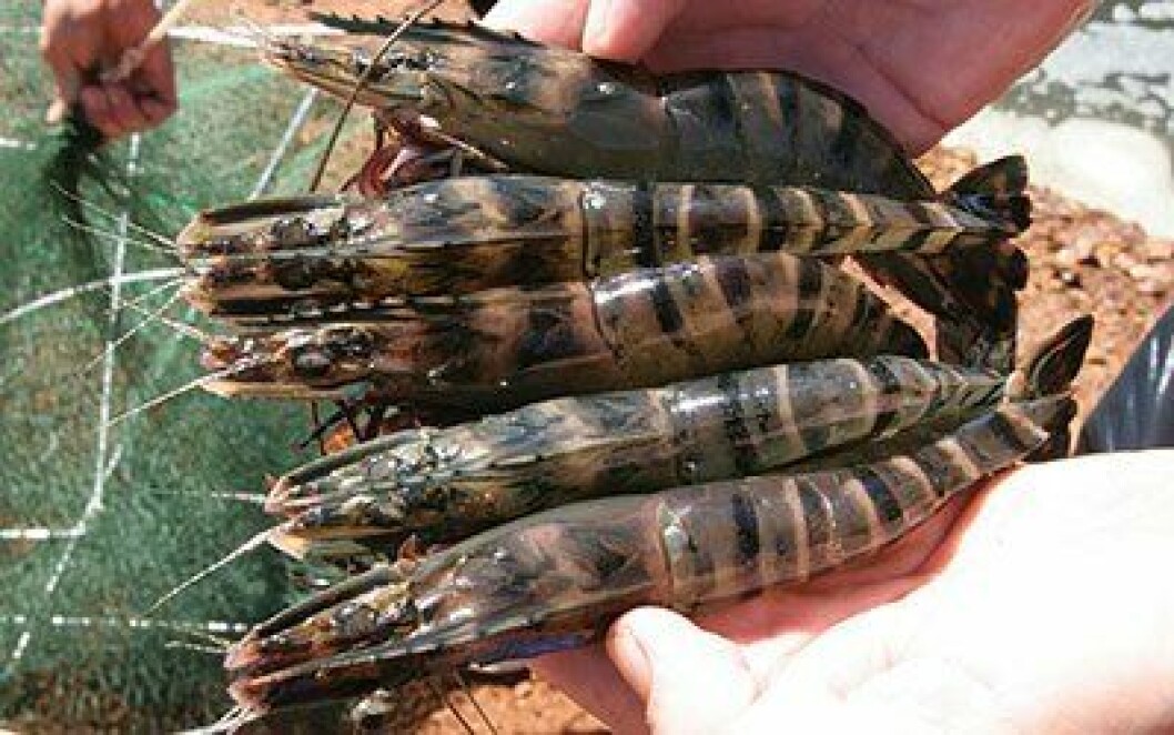 Project Sea Dragon will have the overall capacity to produce more than 100,000 tonnes of black tiger prawns a year.