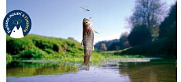 Insect-fed trout go on sale in 52 French stores