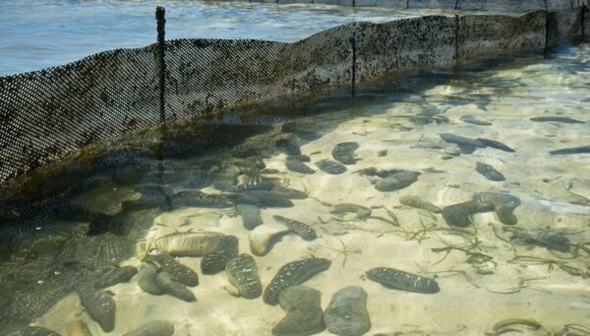 Fish Watste Cashing in on fish farm waste