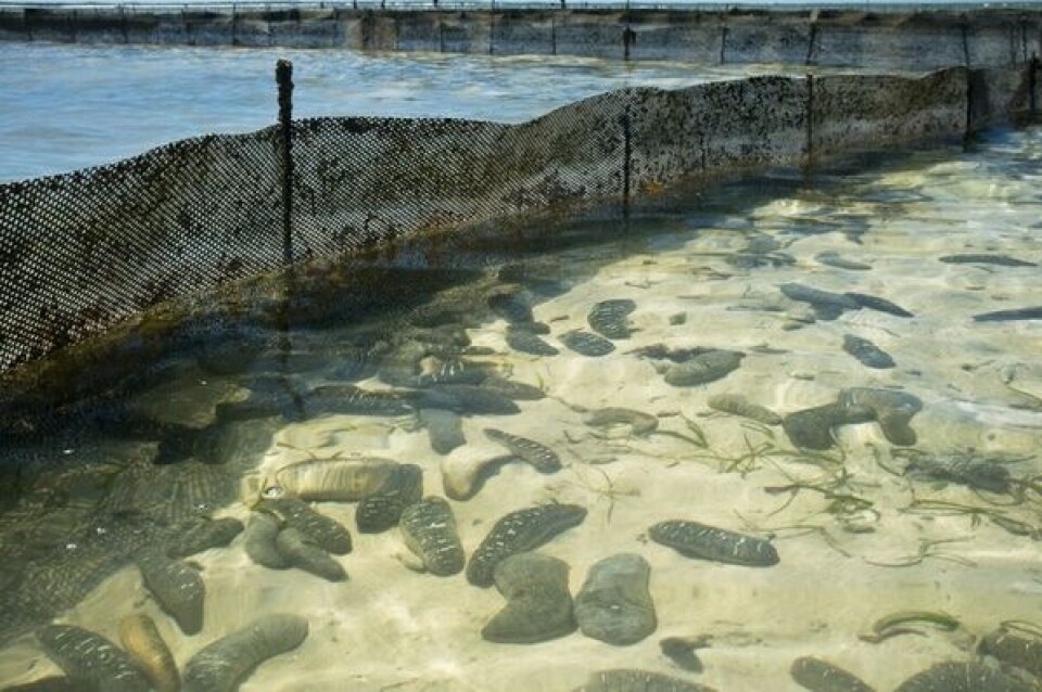 Sea cucumbers in Madagascar. Image: Blue Ventures.
