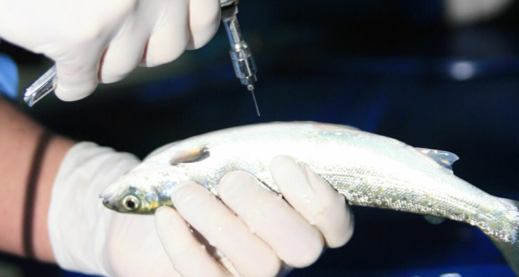 Vaccination and preventative strategies are on the agenda at the Fish Vet Society conference. Vaccination and preventative strategies are on the agenda at the Fish Vet Society conference.