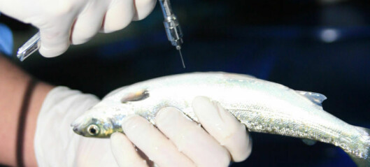 Vaccination on the agenda for fish vets