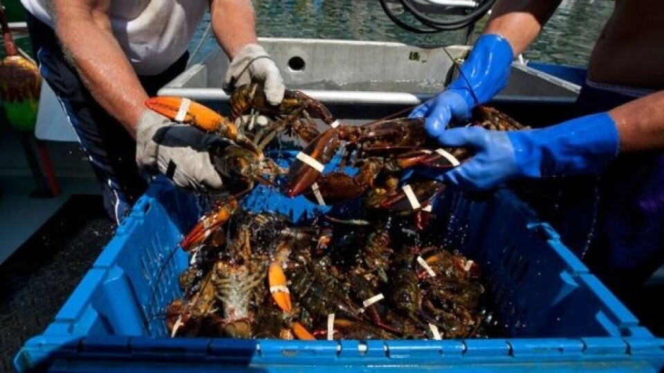 Caught lobsters. Cultured Decadence is working towards growing lobster meat from cells, which it says would be cheaper.