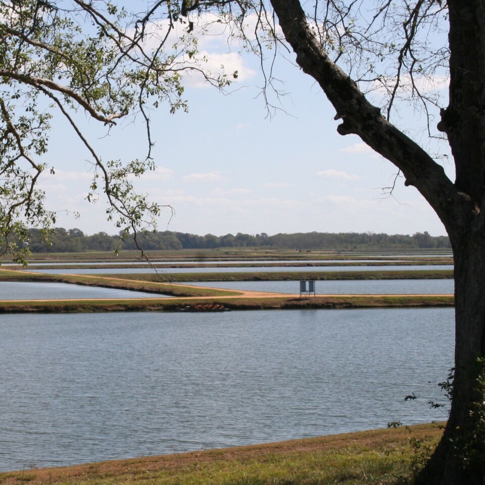 Investors poured hundreds of millions of dollars into catfish farms, processing plants and infrastructure. image: Harvest Select.