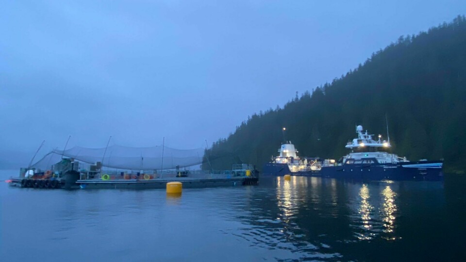 Fish being stocked in Cermaq's semi-closed containment system in Clayoquot Sound, in Ahousaht territory, in December 2020. The company has signed a new five-year agreement with the Nation. Photo: Cermaq Canada.