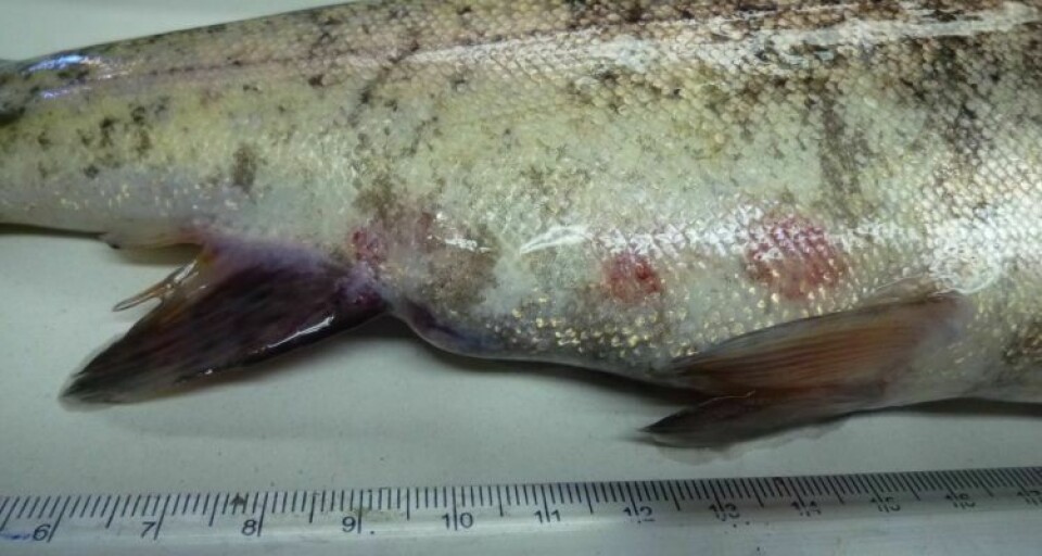 A fish with tenacibaculosis, which was the fifth most important cause of mortality in on-growing salmon in 2020. The disease shared third place with typical winter ulcer disease in terms of reduced salmon welfare. Photo: Ruben Avendaño.