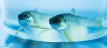 Cermaq finds the ‘perfect speed’ for smolts