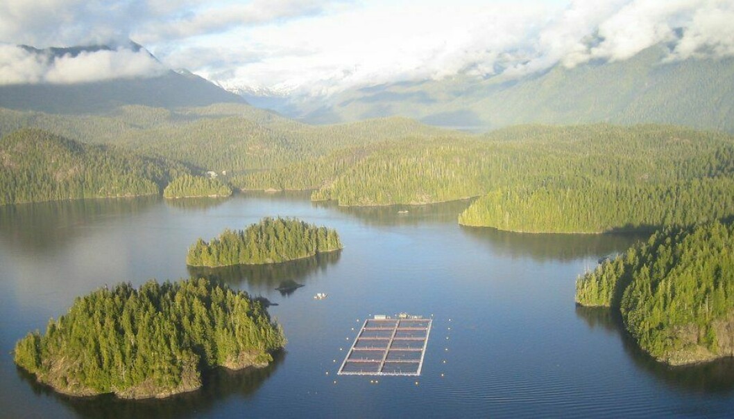 A Cermaq salmon farm located off the coast of Vancouver Island. Cermaq is struggling with sea lice for a second spring season in a row. Photo: Cermaq