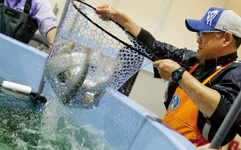 Cherry salmon being lifted from a tank at a facility already developed by Mitsubishi's Atland partner Maruha Nichiro.