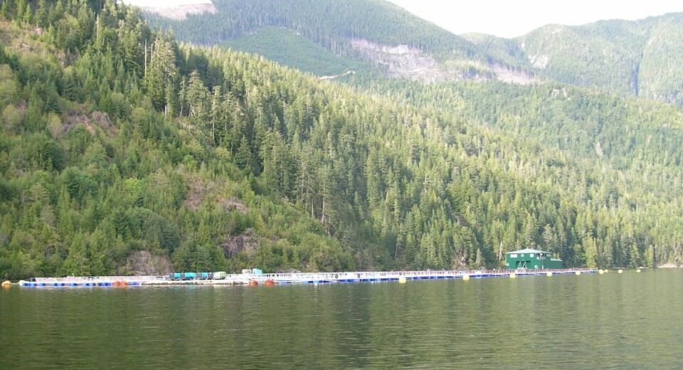 Grieg Seafood directors said strong profits were a consequence of high salmon prices and substantially improved production, both in sea and smolt facilities.
