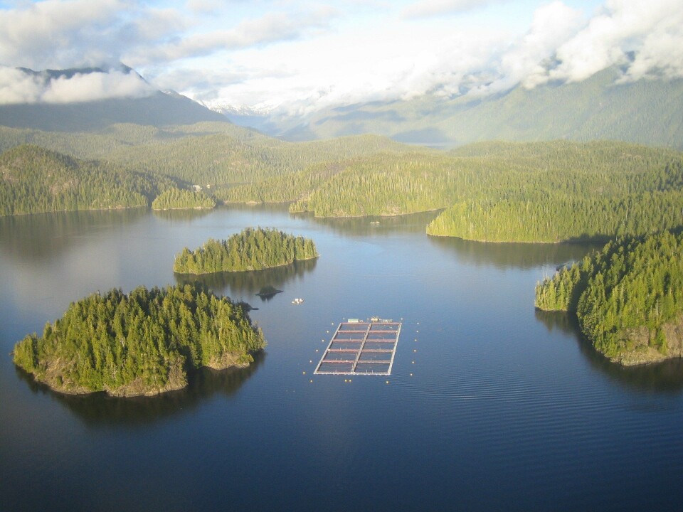 Cermaq's Canadian farms, like this one at Tofino on Vancouver Island, reported higher survival rates. Photo: Cermaq Canada