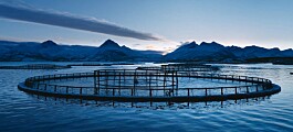 Cermaq sells Arctic salmon’s slow-grown qualities