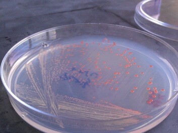 KBM324 is derived from a strain of the bacteria Methylobacterium extorquens KBM324 is derived from a strain of the bacteria Methylobacterium extorquens