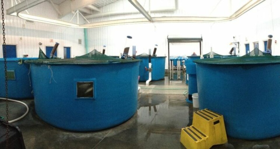 Bacteria fermented in tanks has been successfully used as a protein source in fish food.