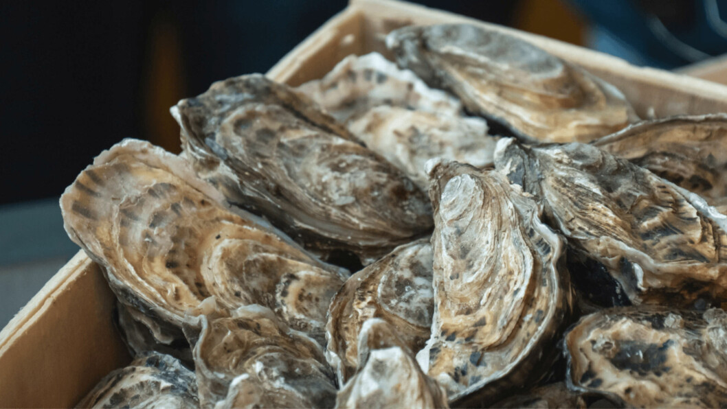 Scottish-grown oysters. Researchers have been given £200,000 to develop a PCR test for oysters and mussels that will help prevent the spread of Bonamia ostreae and other diseases. Photo: SAIC.