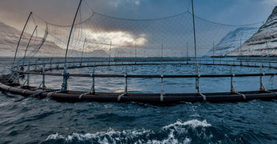 Reference image of a Bakkafrost site in the Faroes. The company will carry out an early harvest of a million fish with an average weight of 2.6 kg from its A-19 Vágur site after ISA was found in fish in two pens there.