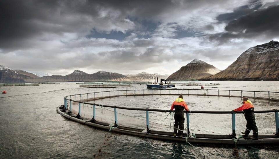 Bakkafrost's farming division in the Faroes, pictured, made a modest operating profit of DKK 4m, but losses in farming and freshwater in Scotland hurt the group's figures.