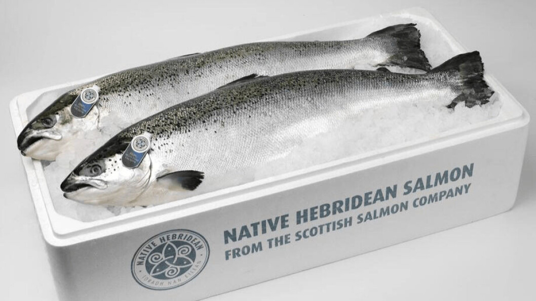 The Scottish Salmon Company made an operating loss in Q4 and for 2020 as a whole. Photo: SSC. The Scottish Salmon Company made an operating loss in Q4 and for 2020 as a whole. Photo: SSC.