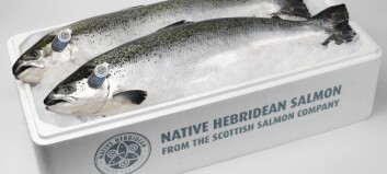 Scottish Salmon Company harvested 35,000t last year