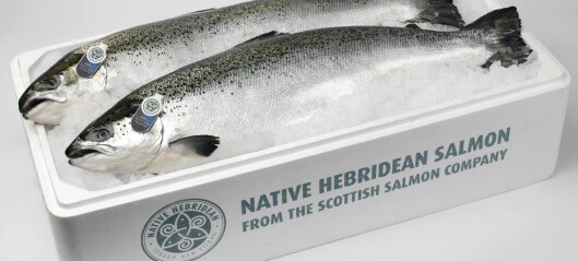 Scottish Salmon Company nets record earnings in 2018