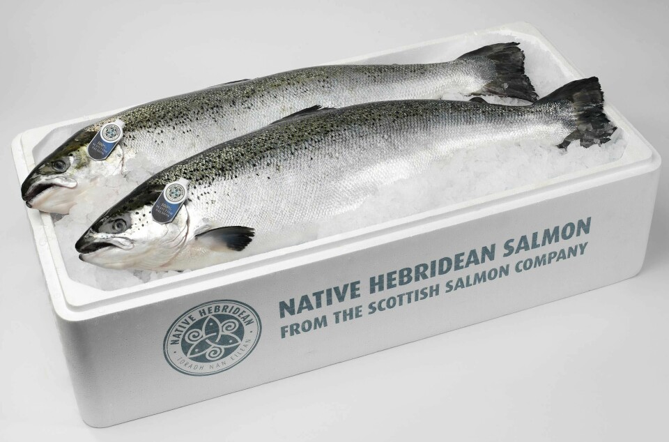 SSC's Native Hebridean salmon - the company will see average smolt sizes in Scotland increase from around 100g to 500g by 2025. Photo: SSC