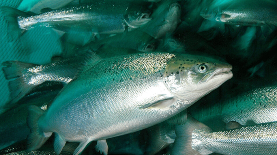 Standing biomass in Norwegian salmon farms has set monthly records from January to May.