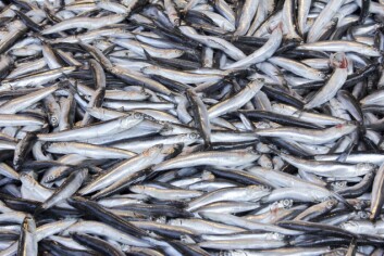 Demand is increasing for forage fish used to produce fishmeal for aquaculture.