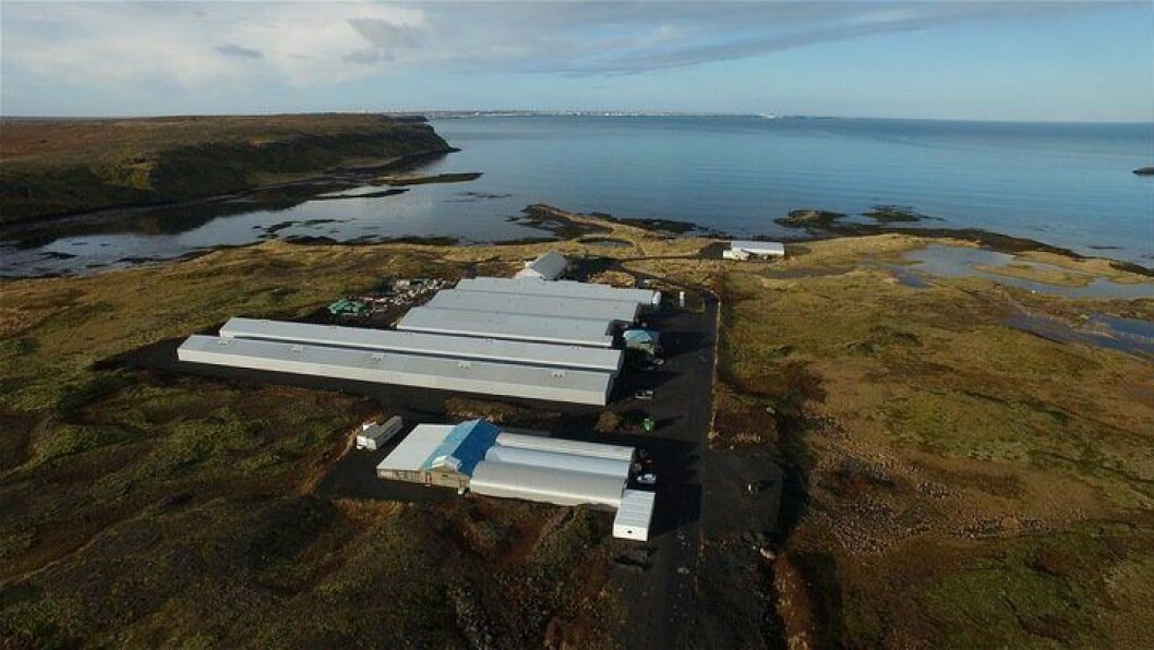Biosecurity at StofnFiskur's land-based brood facility helped the firm retain permission to export to Chile. Photo: StofnFiskur