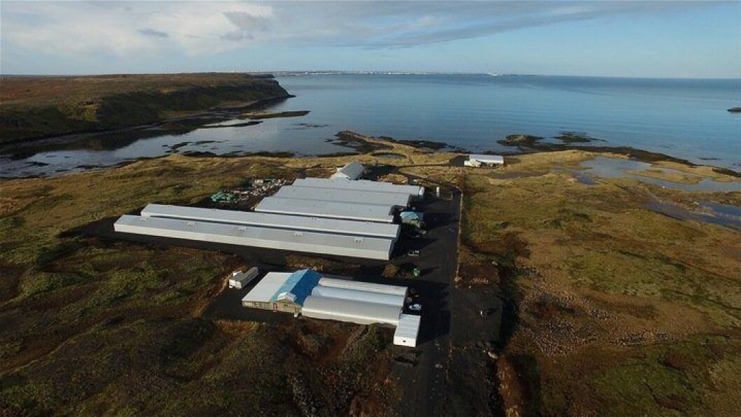 Biosecurity at StofnFiskur's land-based brood facility helped the firm retain permission to export to Chile. Photo: StofnFiskur Biosecurity at StofnFiskur's land-based brood facility helped the firm retain permission to export to Chile. Photo: StofnFiskur