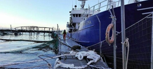 Chile seeks to shut Marine Harvest site for 30 days after mass escape